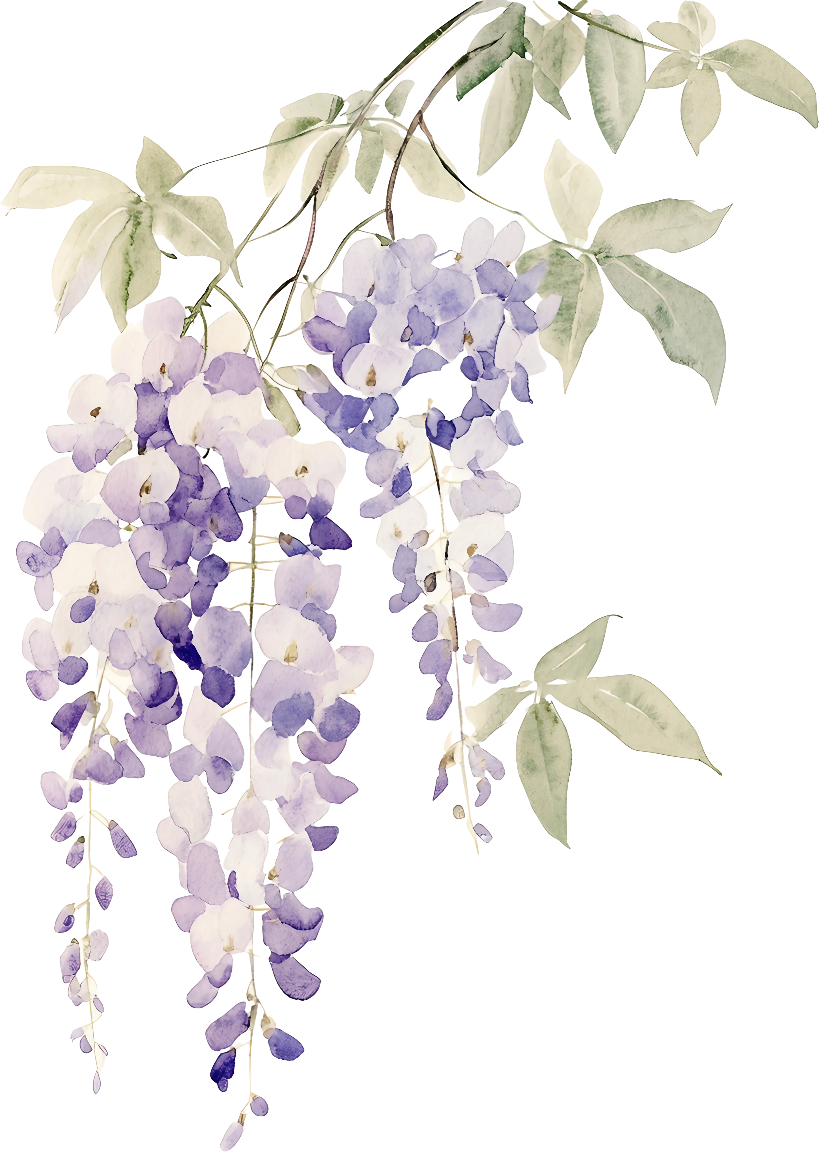 Flor Wisteria